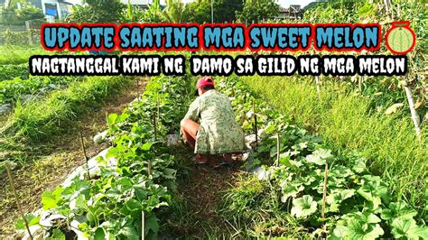 Dagdag Libog Ang Pagtalbog ng Naglalakihang Mga Melon ni.
